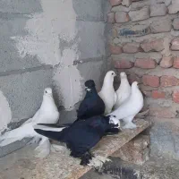 ۸عدد اوچان لوتی