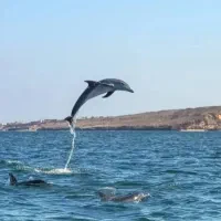 تور گشت جزیره قشم و هنگام با ون تویوتا هایس  اقامت|تور و چارتر|قشم, |دیوار