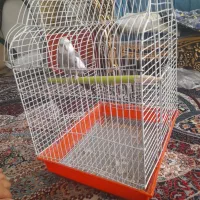 عروس هلندی|پرنده|تهران, عبدل‌آباد|دیوار