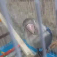 کوتوله برزیلی