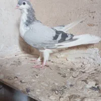 کفتر موقلف بدرنگ نر مست|پرنده|الوند, |دیوار