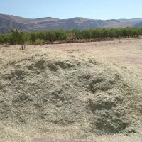 کاه