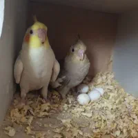 دو عدد جوجه عروس هلندی