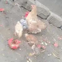 مرغ و جوجه محلی