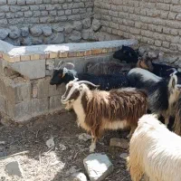 بز بومی جوان در کاشان|حیوانات مزرعه|قم, امامزاده ابراهیم|دیوار