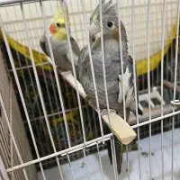 عروس هلندی سیامون آهویی لوتینو