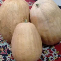 کدو محلی و رب انار اصلی