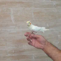 شاه طوطی ملنگو عروس برزیلی کرینچیگ سخنگو رام دستی|پرنده|تهران, وحیدیه|دیوار