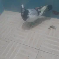 کبوتر