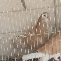 دمگیر نر زرد|حیوانات|اصفهان, بابوکان|دیوار