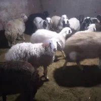فروش  گوسفند نر صدرصد ارگانیک