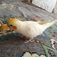 عروس هلندی|پرنده|درح, |دیوار