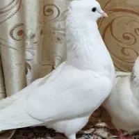 کبوتر|پرنده|سوسنگرد, |دیوار