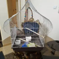 قفس پرنده|لوازم جانبی حیوانات|فردیس, نگارستان|دیوار