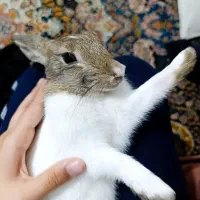 خرگوش هلندی