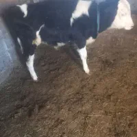 گاو وگوساله سمینتال اصل|حیوانات مزرعه|ماهنشان, |دیوار