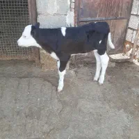 گوساله