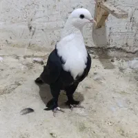 کربلایی سیاه