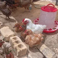 جوجه ۳ماهه نیم