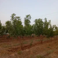 فروش 2500متر زمین کشاورزی