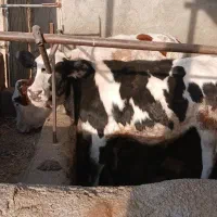 گاو آبستن شیر بالا|حیوانات مزرعه|اسفراین, |دیوار