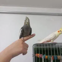 عروس هلندی نیمه اهلی ماده|پرنده|پیرانشهر, |دیوار