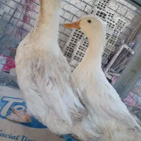 اردک جوان سالم و سرحال درشت وسنگین