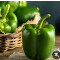 فروش فلفل دلمه