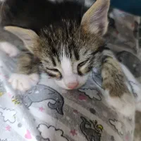 واگذاری گربه ۵ عدد ب صورت جدا یاچندتایی|گربه|پاکدشت, پاکدشت (مامازند)|دیوار