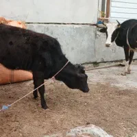 گاو با گوساله ماده تلیسه شکم دوم شیردرحد گوساله