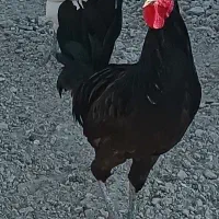 خروس محلی اصیل|حیوانات مزرعه|اهرم, |دیوار