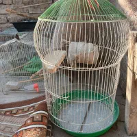 ۴عدد قفس سالم همراه وسایل|لوازم جانبی حیوانات|قم, شهرک مهدیه (مدرس)|دیوار