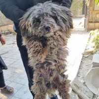 واگذاری رایگان