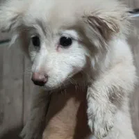 سگ یافت شده|حیوانات|تبریز, |دیوار