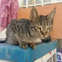 گربه خاکستری واگذاری رایگان