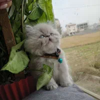 گربه پرشین نر|گربه|رشت, سعدی (تختی)|دیوار