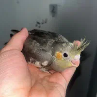 جوجه عروس هلندی سرلاکی