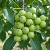 فروش نهــال گردو اقتصادی و سریع‌الرشد