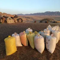 کود گوسفند بیابونی