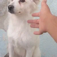 سگ های نژاد دار|سگ|شیراز, شهرک بهار|دیوار