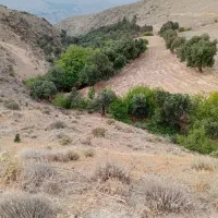 زمین مناسب جهت (مرغداری)کشاورزی دامداری خانه باغ