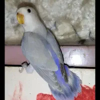 طوطی برزیلی|پرنده|کرج, اصفهانی‌ها|دیوار