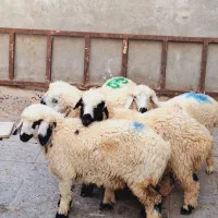 تعداد۵عددبره‌ی‌چاقوچله‌