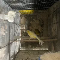 قناری|پرنده|مراغه, |دیوار