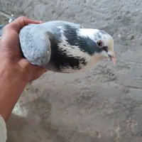 کبوتر|پرنده|سراوان, |دیوار