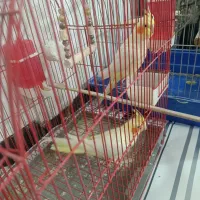 دوعدد عروس هلندی نر و ماده|پرنده|نورآباد, |دیوار