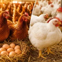 آموزش تخصصی پرورش مرغ تخم‌گذار و مرغ گوشتی