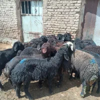 فروش ۱۵راس بره مادهای قره قزل