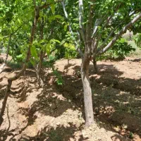 چهاردیواری نقلی نقد و اقساط|فروش دفتر صنعتی، کشاورزی، تجاری|تهران, مسعودیه|دیوار