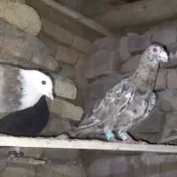 کوهی نر|پرنده|بهار, |دیوار